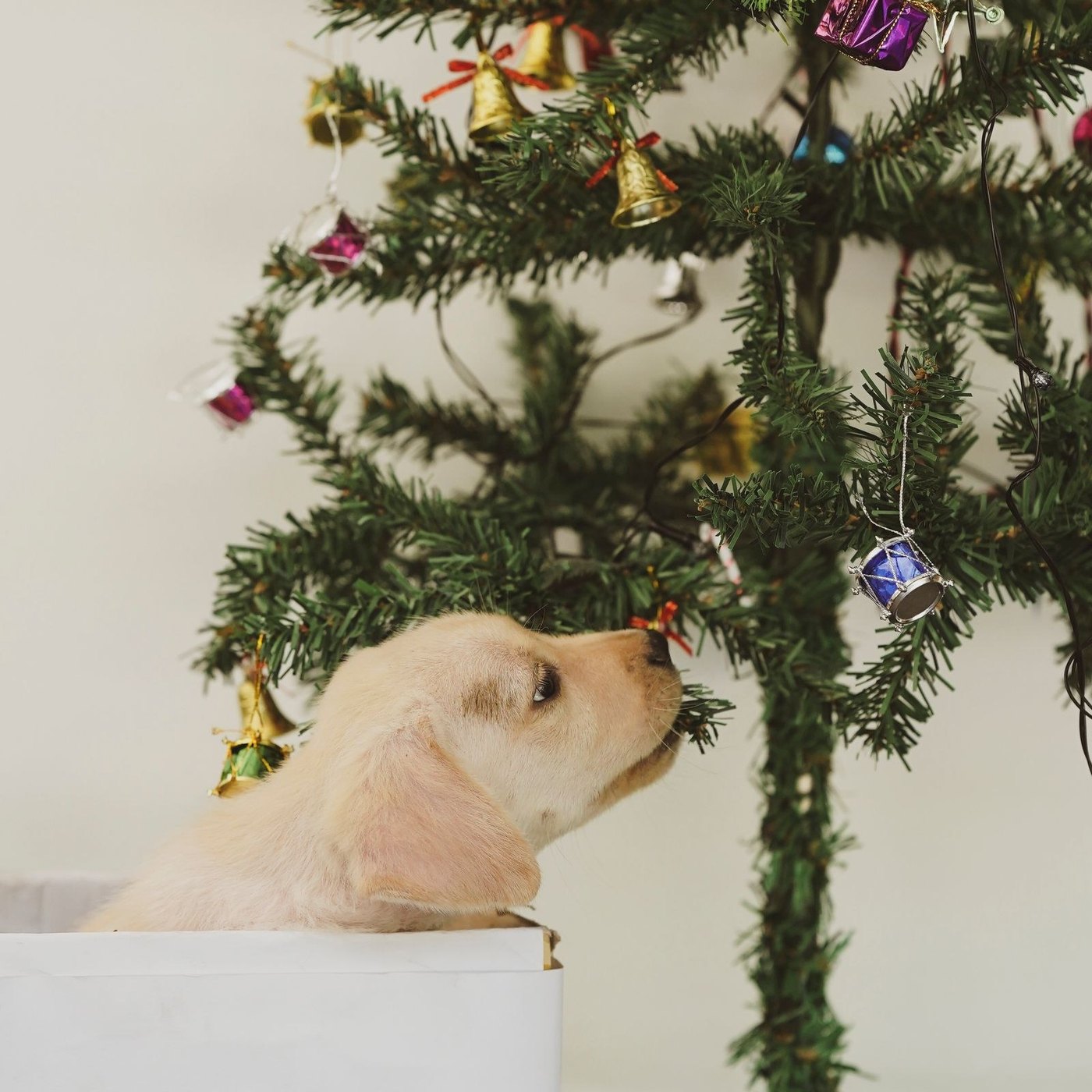 Top 10 Christmas Gifts for Pet Lovers