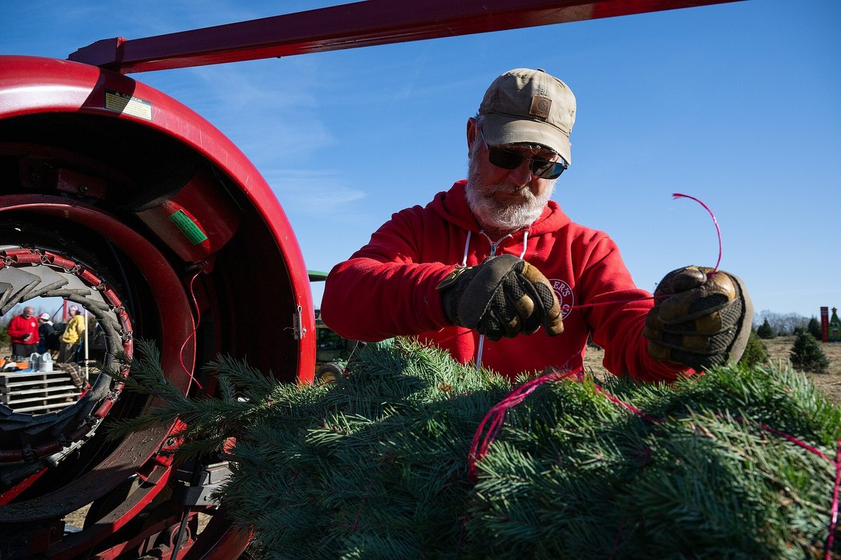 When to Put Up the Christmas Tree (and How to Keep a Real One Alive Till New Year) — photo