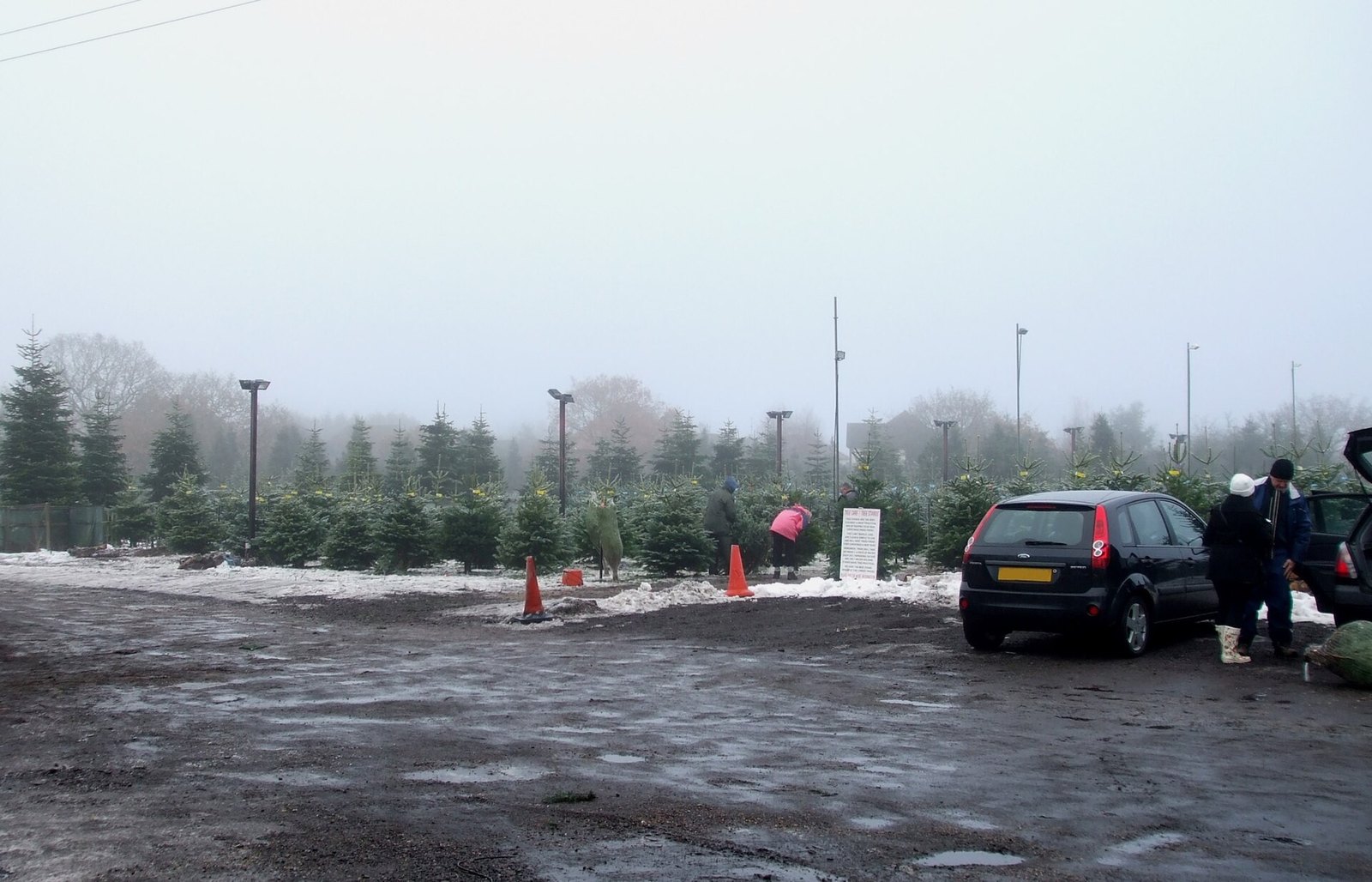 When to Put Up the Christmas Tree (and How to Keep a Real One Alive Till New Year) — designed cover card